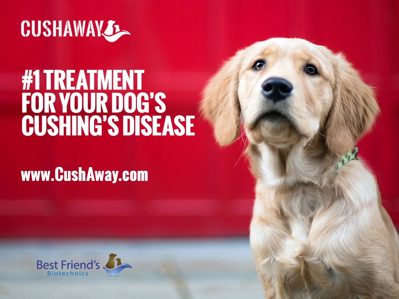 Canine Cushing's Disease Archives Cush Away