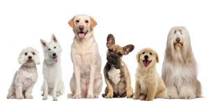cushings disease supplement for dog