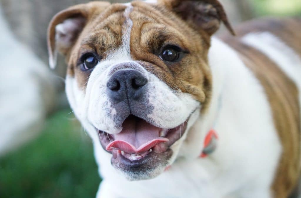Cushing’s Disease in Dogs