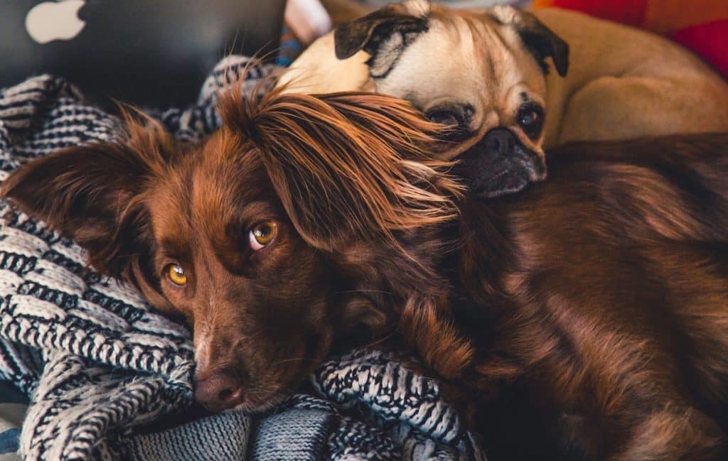 Yogurt For Dogs