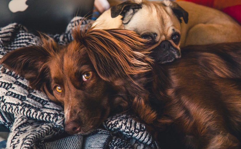 is natural yogurt good for dogs