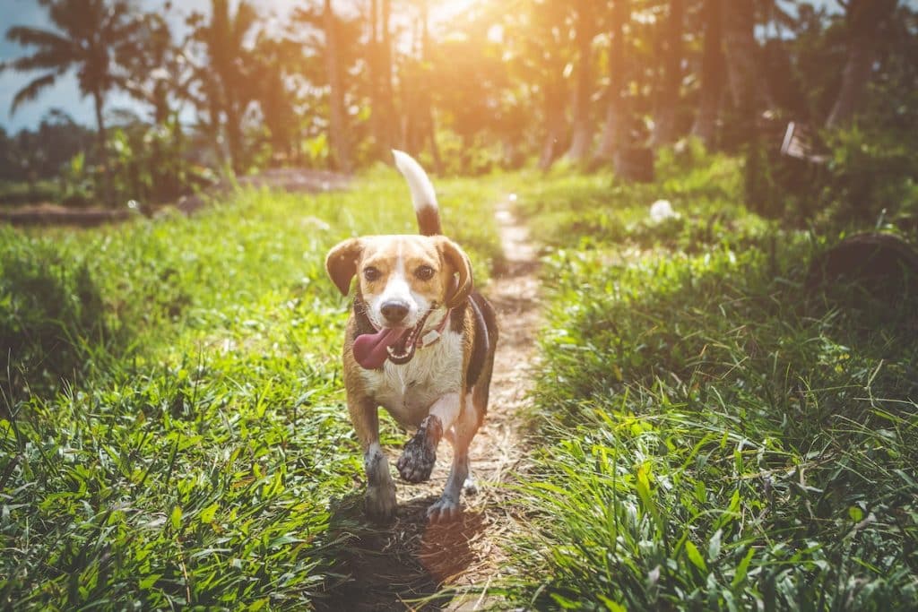 Cushing's disease in elderly dogs