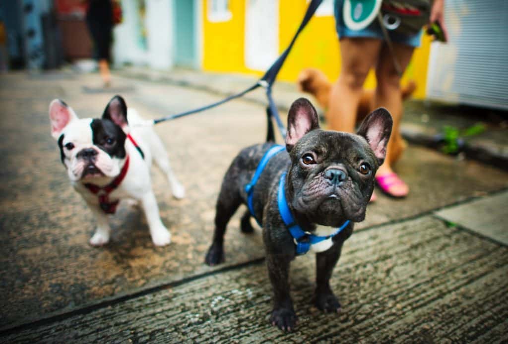 Exercise for dogs