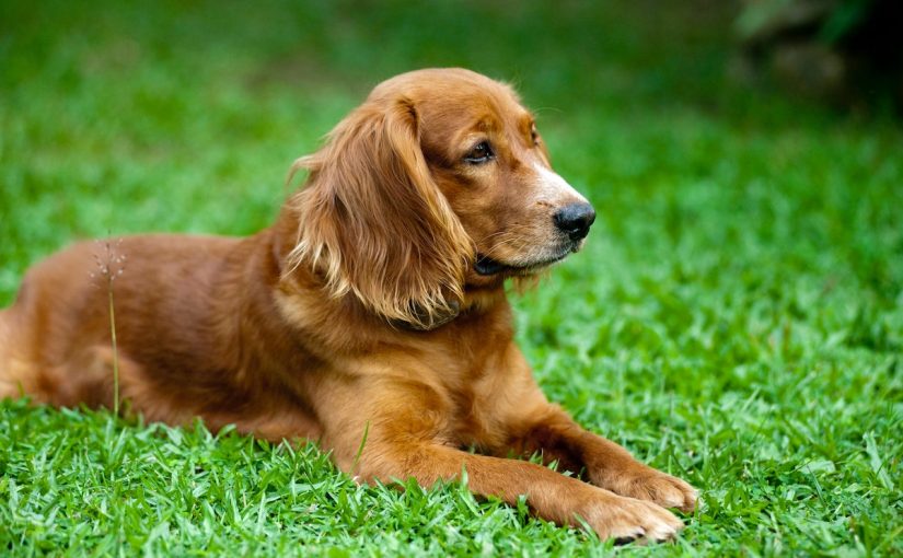 How Cushing S Disease Causes Thin Skin In Dogs Affects Bone Density
