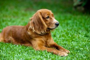 Cushing's Disease Causes Thin Skin in Dogs