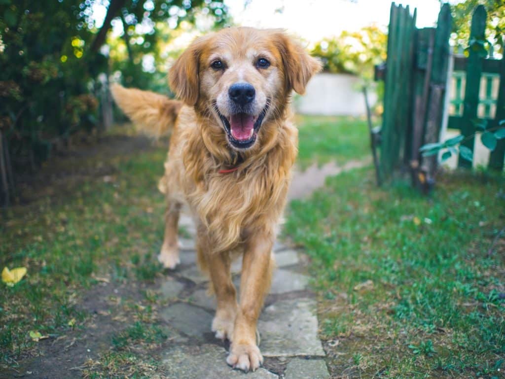 ways to care for a cushing's dog