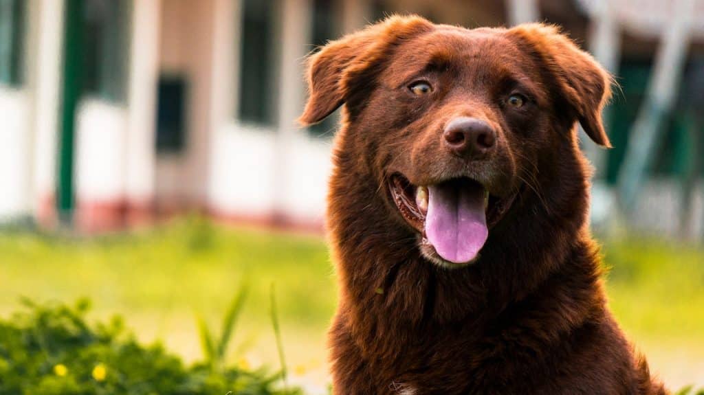 heat stroke in dogs