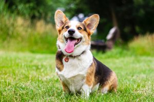 Phosphatidylserine Safe For Cushings dogs