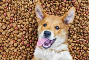 Do carbs affect cushings disease in dogs?