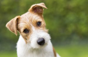 treatment options for dogs with Cushing's disease