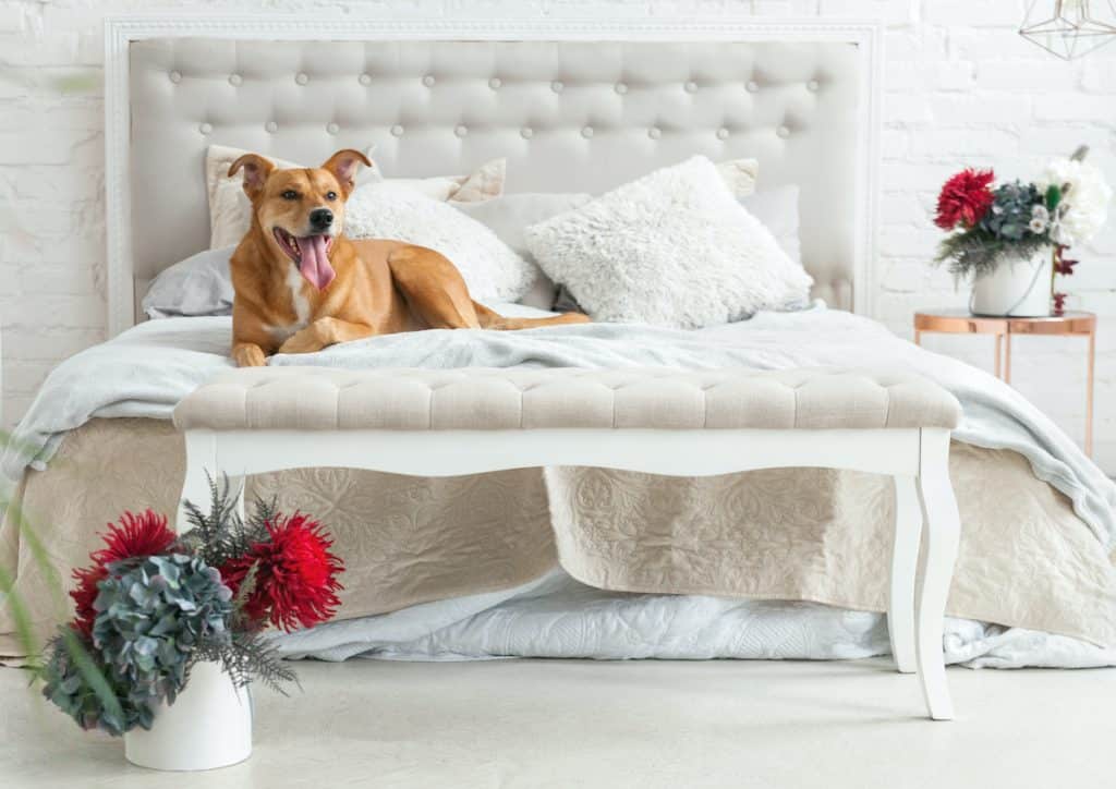 Cleaning Safety for Dog
