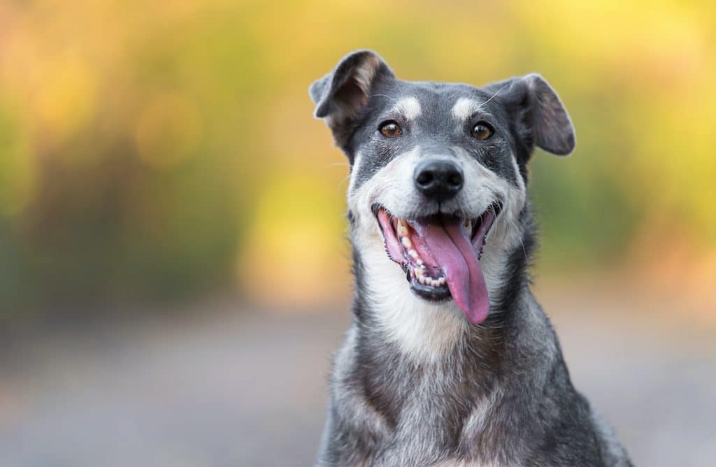 Can Dogs Take Human Probiotics
