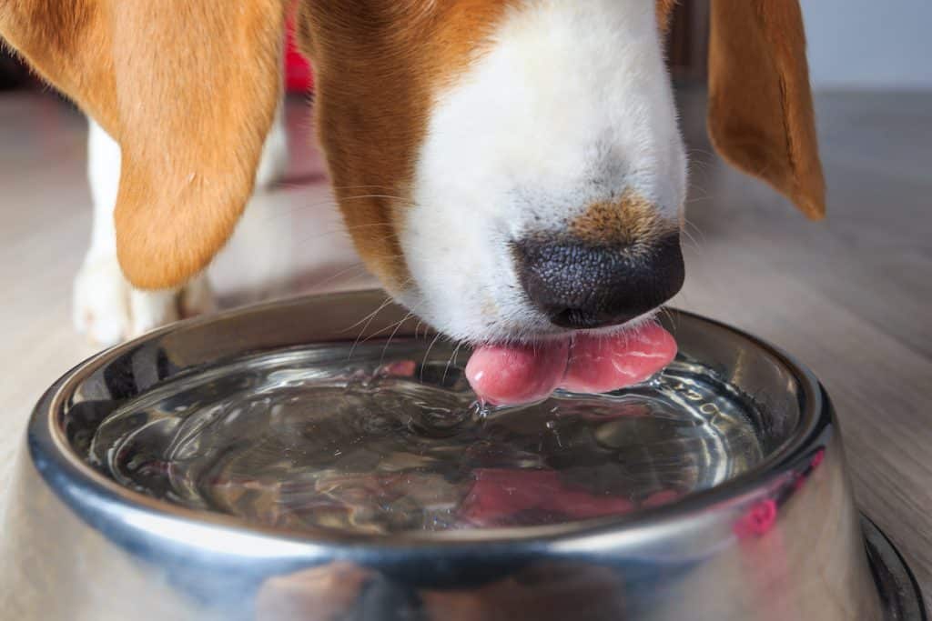 Cushings dog hydrated