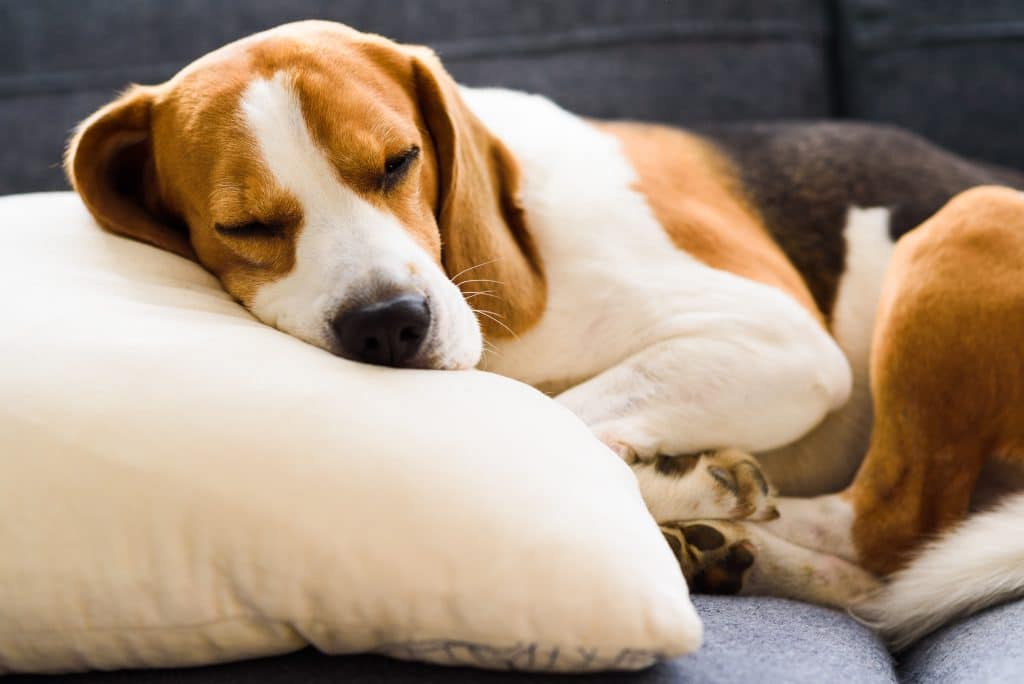 Early Warning Signs of Cushing's Disease