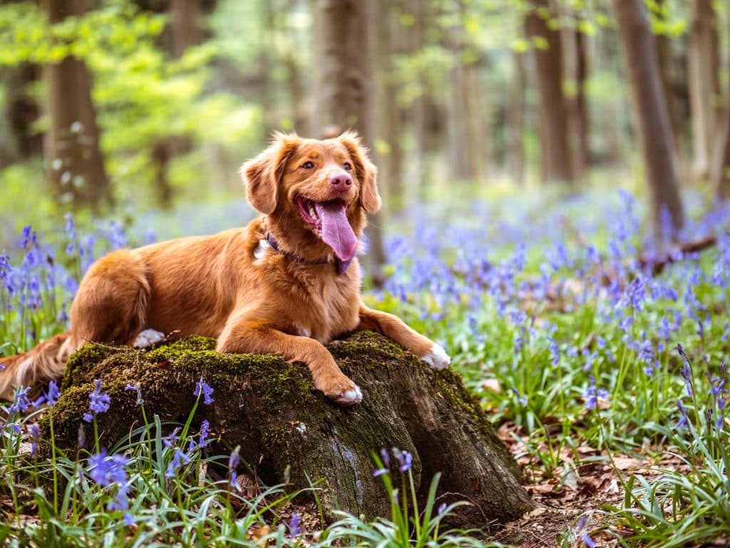 Supplements For Dogs