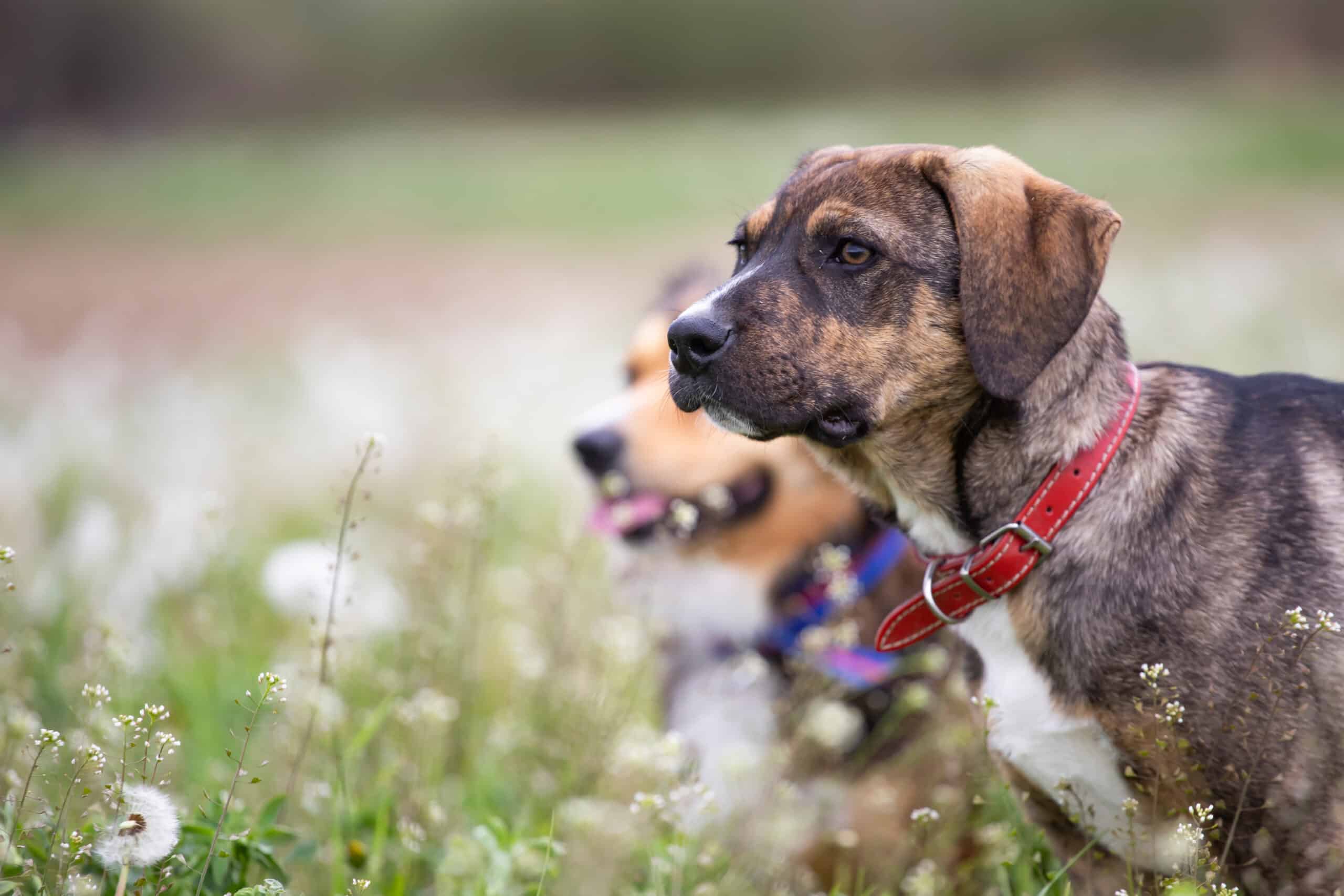 Cushing’s blog, dog wellness, CushAway insights, Hydrated senior dog showing improved hormone balance