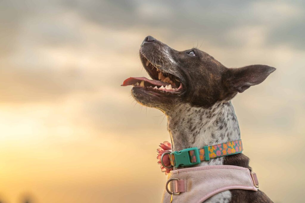 CushAway FAQ, natural dog supplement, Cushing’s treatment